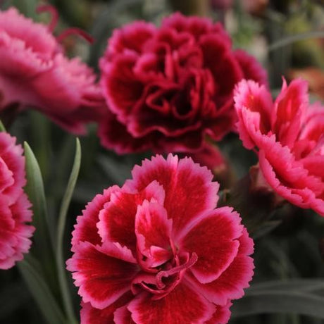 Dianthus Everlast Burgundy Blush