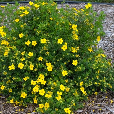 Goldfinger Potentilla