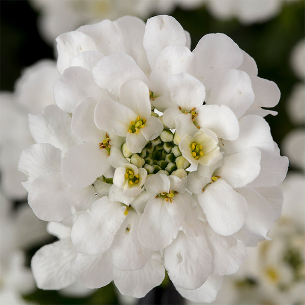 Summer Snowdrift Candytuft