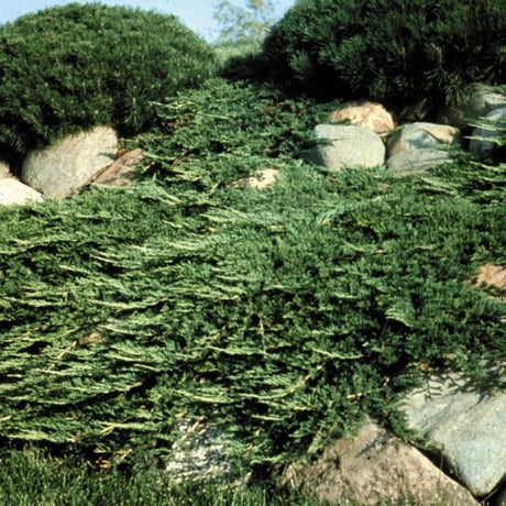 Prince of Wales Juniper