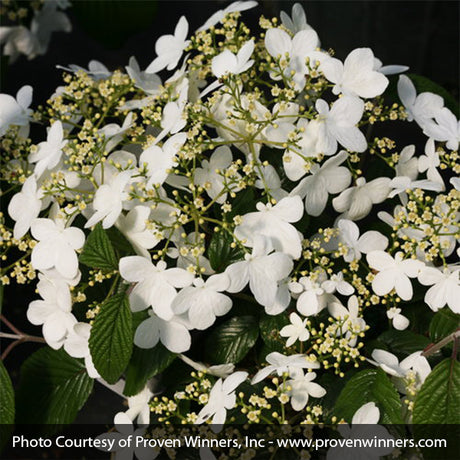 Wabi-Sabi&reg; Viburnum