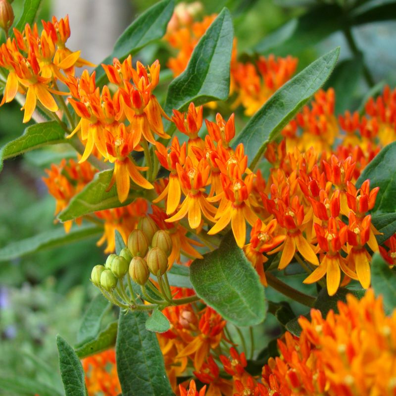 Butterfly Weed Plant