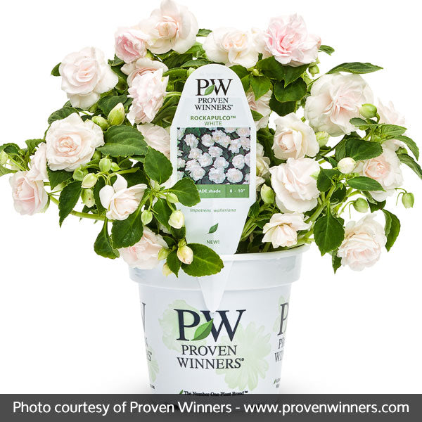Rockapulco&reg; White Double Impatiens