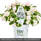 Rockapulco&reg; White Double Impatiens