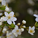 Golden Nectar Plum Tree