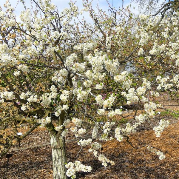 Flavor King Pluot Tree