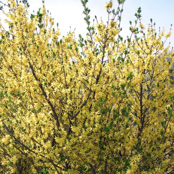 Meadowlark Forsythia