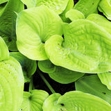 Key West Hosta