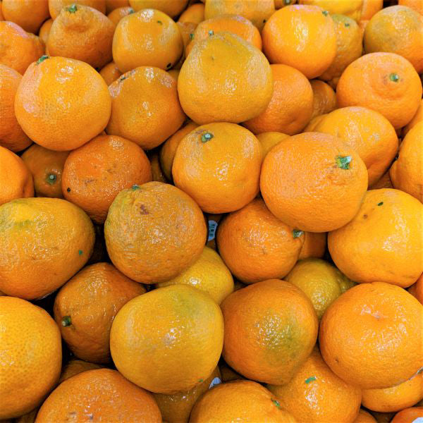 Owari Satsuma Mandarin Tree