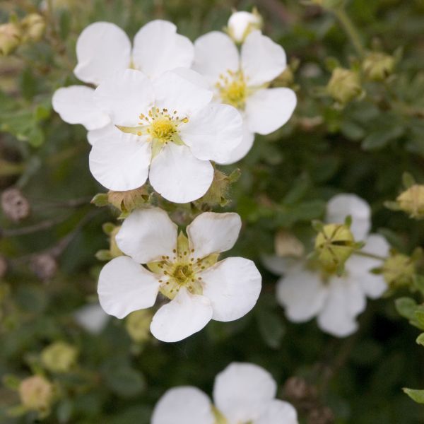 Abbotswood Potentilla