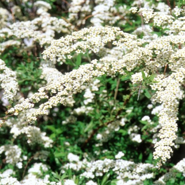 Grefsheim Spirea