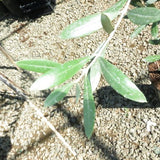 Leccino Olive Tree