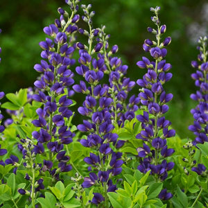 Decadence® Sparkling Sapphires False Indigo