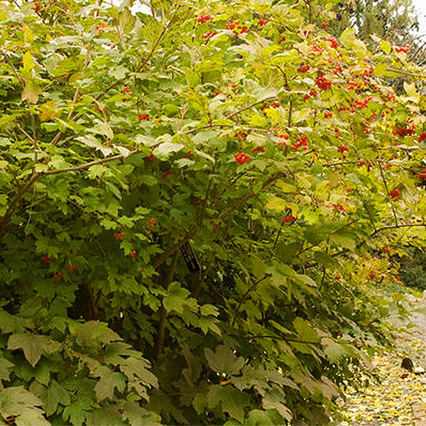 Wentworth American Cranberrybush Viburnum