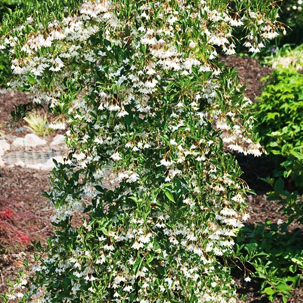 Weeping Japanese Snowbell