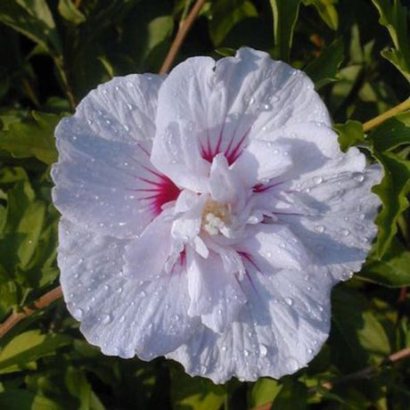 China Chiffon&reg; Rose of Sharon