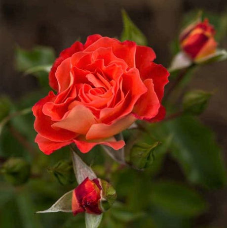 Easy Elegance&reg; Coral Cove Rose