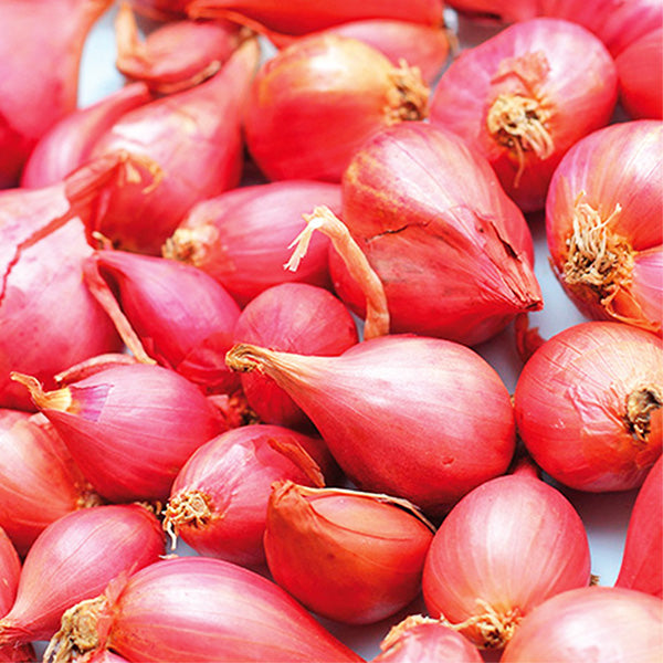 Gourmet Red Shallot Plant