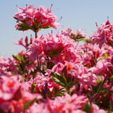 Electric Lights&trade; Double Pink Azalea