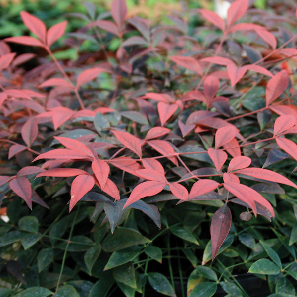 Flirt&trade; Nandina