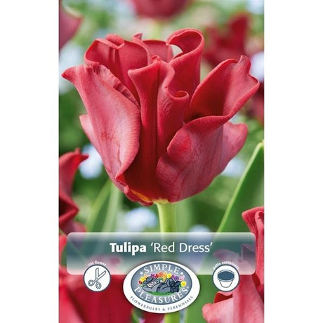 Red Dress Tulip