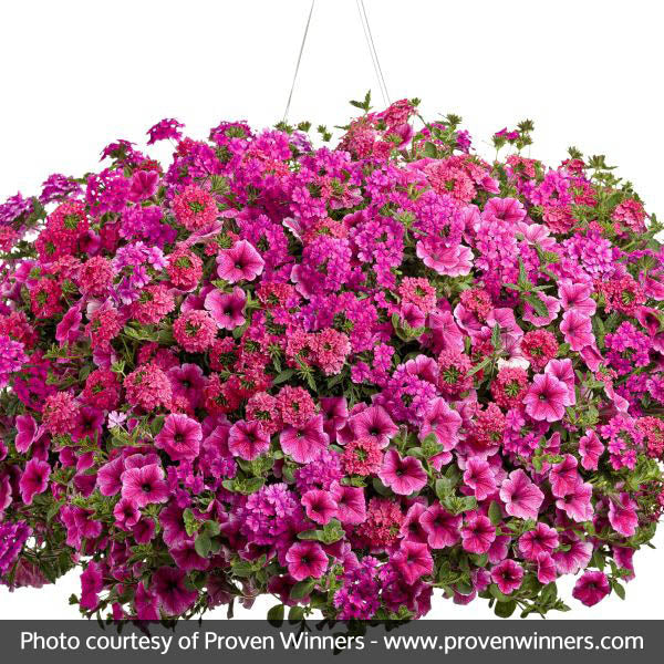 Supertunia&reg; Mini Strawberry Pink Veined Petunia