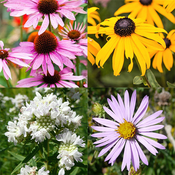 Summer Pollinator Pocket Garden