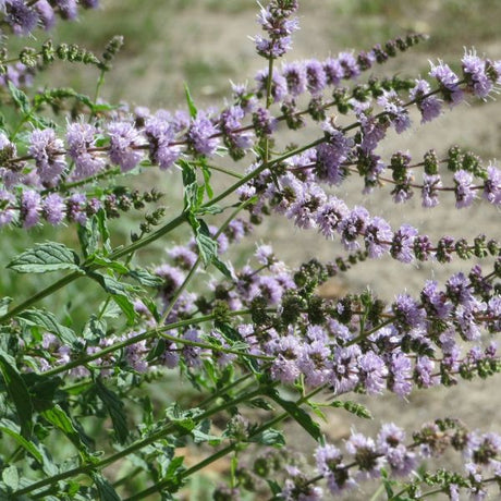 Spearmint Plant