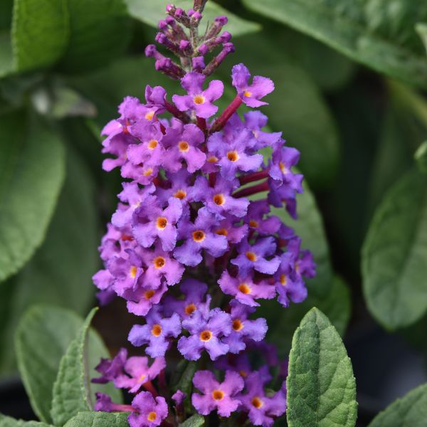 Chrysalis&trade; Blue Butterfly Bush