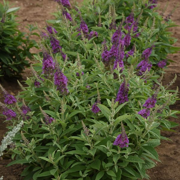 Chrysalis&trade; Blue Butterfly Bush