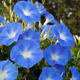 Heavenly Blue Morning Glory