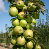 Blushing Delight&trade; & Golden Treat&trade; Columnar Urban&reg; Apple Trees Combo