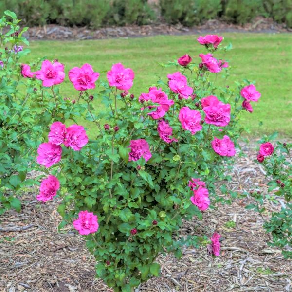 Proven Winners® Magenta Chiffon&reg; Rose of Sharon Shrub