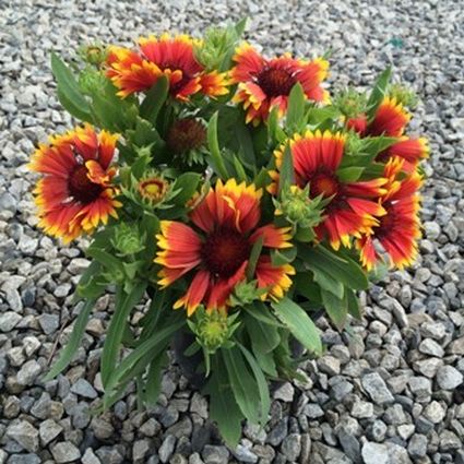 Sunset Cutie Gaillardia