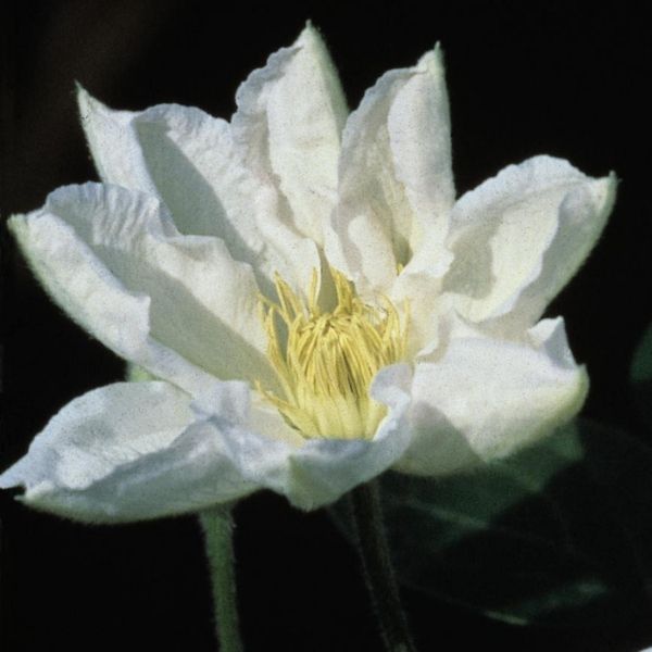 Candida Clematis