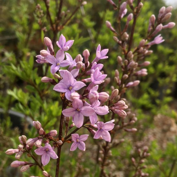 Cutleaf Lilac