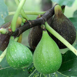 Celeste Fig Tree