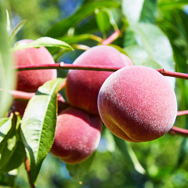 STELLAR® Autumnstar® Peach Tree