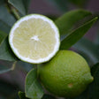 Bearss Lime Tree