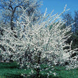 Native American Plum