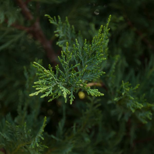 Leyland Cypress