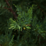 Leyland Cypress