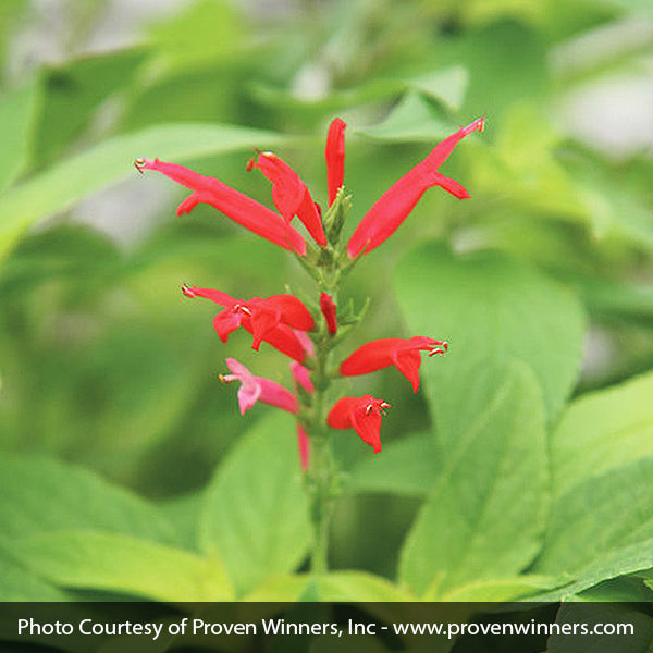 Pineapple Sage Plant