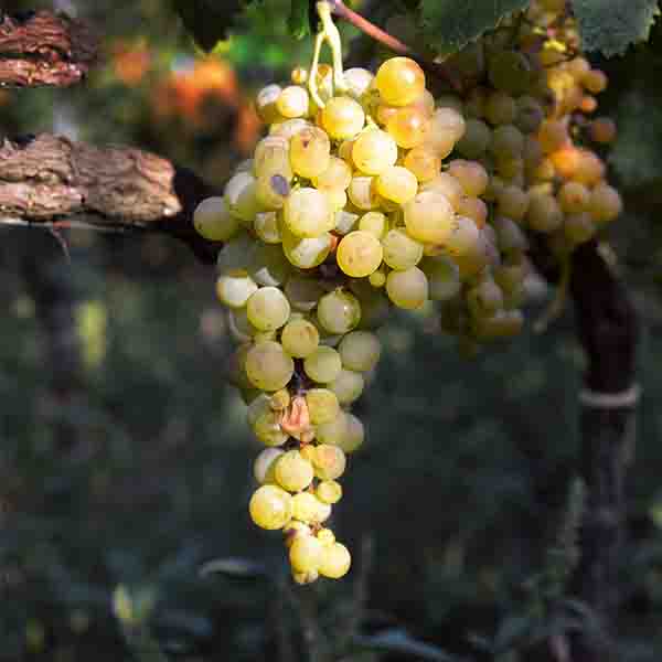 Osceola Grape Vine