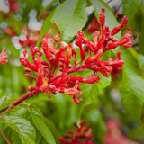 Red Buckeye