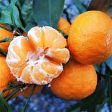 W. Murcott Mandarin Tree