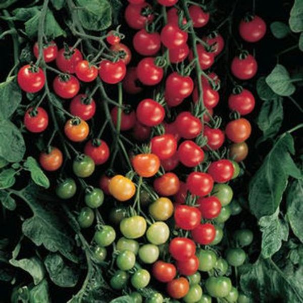 Sweet 100 Cherry Tomato Plant