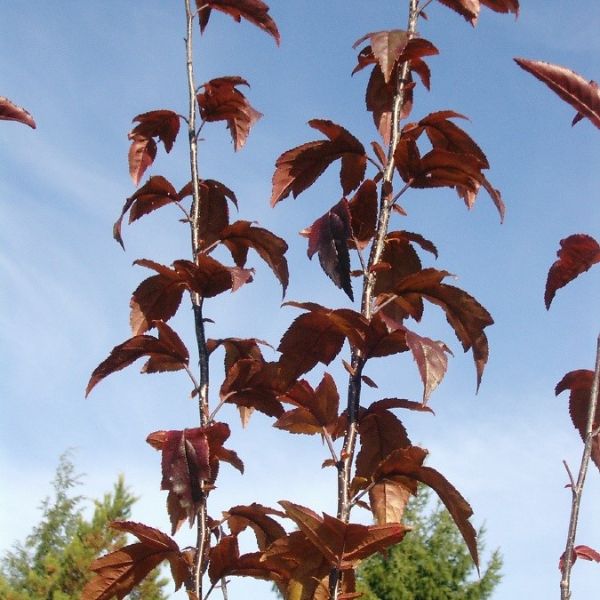 Royal Raindrops&reg; Flowering Crabapple