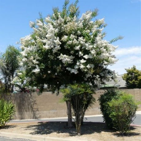 Natchez Crape Myrtle Tree