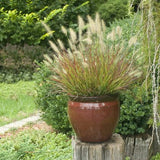 Burgundy Bunny Dwarf Fountain Grass